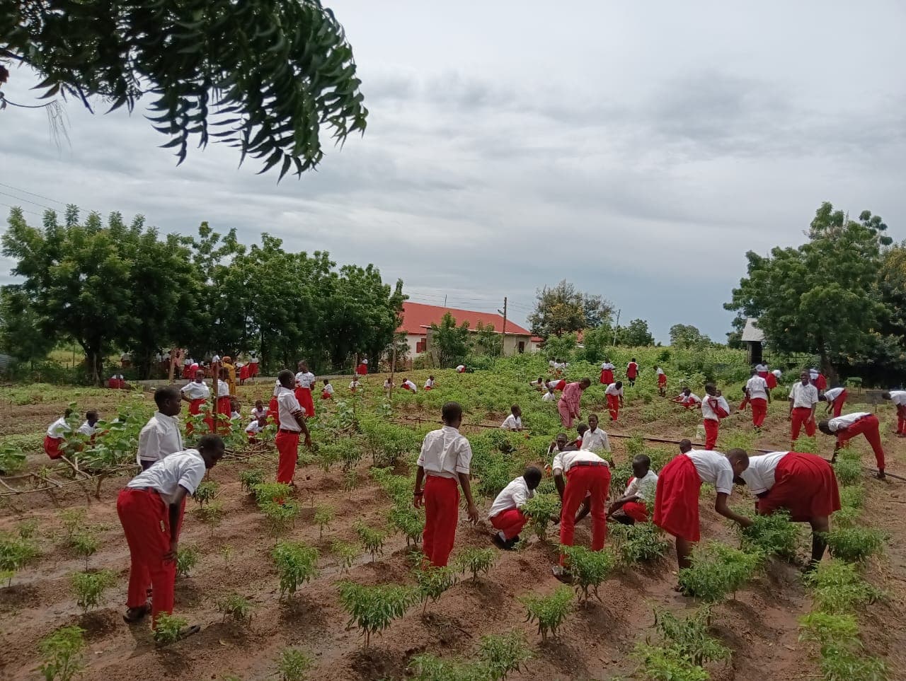 Students working on the school farm